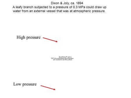 Dixon & Joly, ca. 1894 A leafy branch subjected to a pressure of 0.3 MPa could draw up water from an external vessel that was at atmospheric pressure.