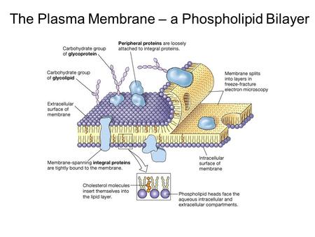 The Plasma Membrane – a Phospholipid Bilayer. Components of Plasma Membrane Lipids Proteins 1) Phospholipids 2) Cholesterol 3) Glycolipds 1) Peripheral.