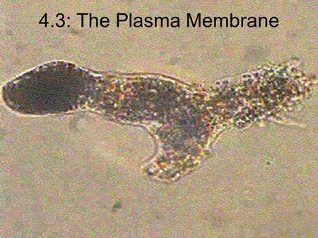 4.3: The Plasma Membrane. Functions of the Plasma Membrane Allows only certain molecules to enter or leave Separates inside from outside Allows waste.