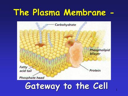 1 The Plasma Membrane The Plasma Membrane - Gateway to the Cell.