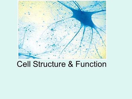 Cell Structure & Function. Robert Hooke (1600s) named the cell after viewing cork under m’scope.