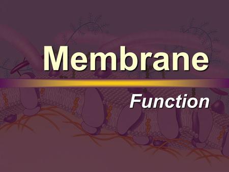 Membrane Function. Passive Transport Concentration Gradient Concentration Gradient  A difference in concentrations across the plasma membrane.