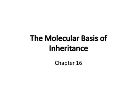 The Molecular Basis of Inheritance