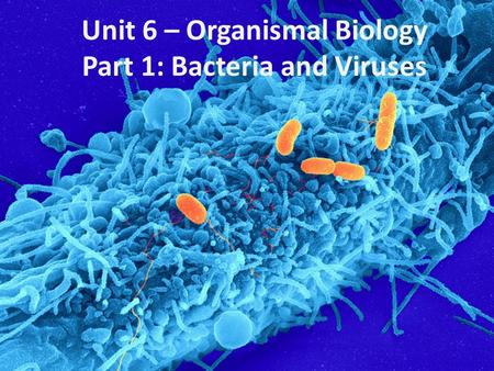 Unit 6 – Organismal Biology Part 1: Bacteria and Viruses