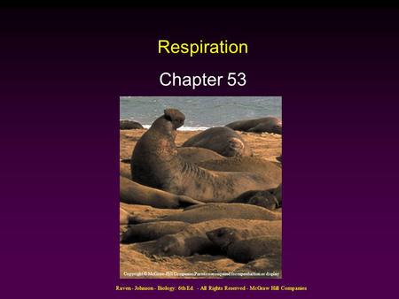 Respiration Chapter 53 Copyright © McGraw-Hill Companies Permission required for reproduction or display Raven - Johnson - Biology: 6th Ed. - All Rights.