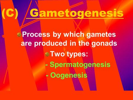 (C) Gametogenesis Process by which gametes are produced in the gonads Two types: - Spermatogenesis - Oogenesis.