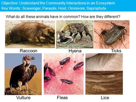 Raccoon Hyena Ticks Vulture Fleas Lice