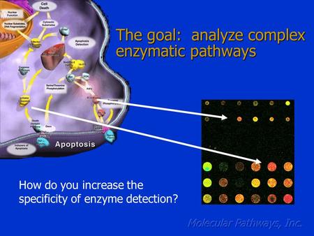 The goal: analyze complex enzymatic pathways How do you increase the specificity of enzyme detection?