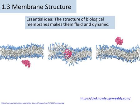 By Chris Paine https://bioknowledgy.weebly.com/ 1.3 Membrane Structure Essential idea: The structure of biological membranes makes them fluid and dynamic.