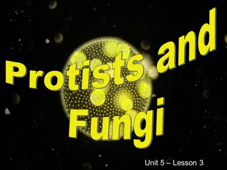 Unit 5 – Lesson 3. Protists Protists are single cell organisms Can be producers and consumers They are known as they “odds n ends” of life. – Mushroom.