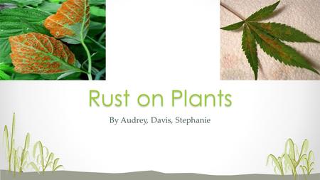 By Audrey, Davis, Stephanie Rust on Plants. Scientific name: Uredinales Rust is a fungal disease that affects trees, vegetables, grasses, and flowers.