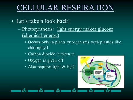 CELLULAR RESPIRATION Let’s take a look back!