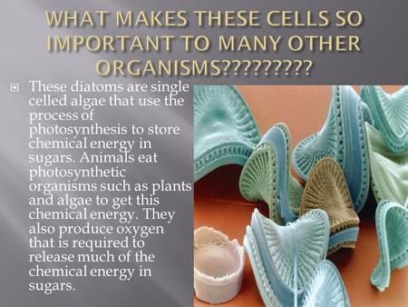  These diatoms are single celled algae that use the process of photosynthesis to store chemical energy in sugars. Animals eat photosynthetic organisms.