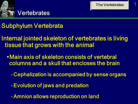 The Vertebrates 1Vertebrates Subphylum Vertebrata Internal jointed skeleton of vertebrates is living tissue that grows with the animal  Main axis of skeleton.