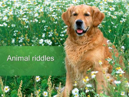 Animal riddles. What animals are they? (your answers write to brackets) Which animal has got eyes on tail ? () It has got six legs and it goes after head.