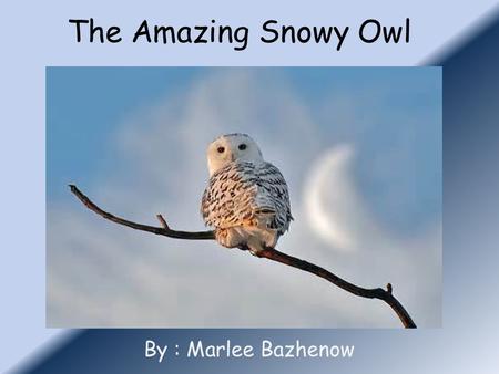 The Amazing Snowy Owl By : Marlee Bazhenow. General information My animal is a bird. Its scientific name is Nyctea Scandiaca The lifespan for my animal.