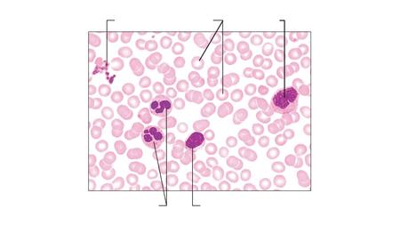 Platelets Erythrocytes Monocyte Neutrophils Lymphocyte.