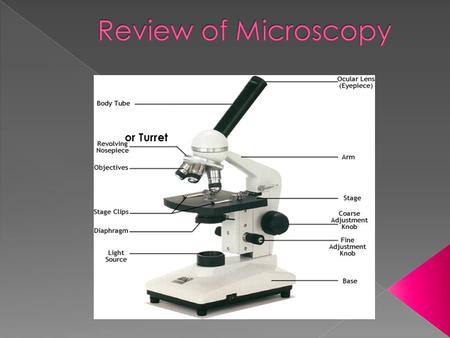 Or Turret. 1. Plug in and turn on light source. 2. Clean lenses with lens paper. 3. Put the slide on stage.  Hook under only ONE stage clip for ease.