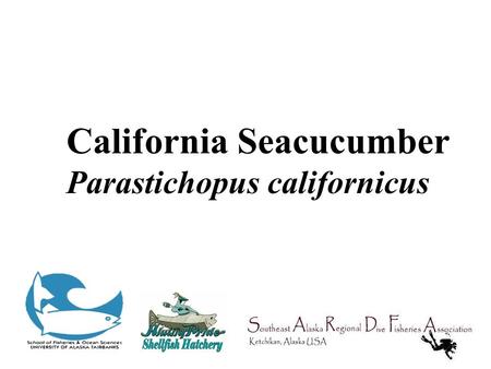 California Seacucumber Parastichopus californicus.