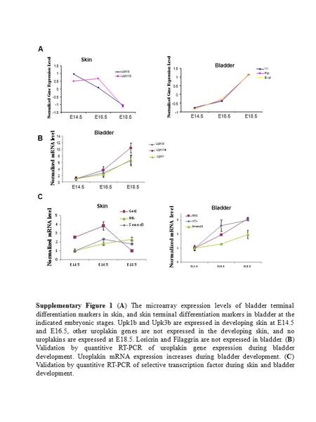 0 1 2 3 E14.5E16.5E18.5 Normalized mRNA level Get1 Nfix Smarcd3 A Supplementary Figure 1 (A) The microarray expression levels of bladder terminal differentiation.