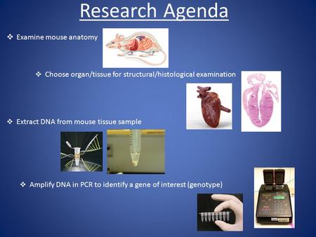 Research Agenda  Examine mouse anatomy  Choose organ/tissue for structural/histological examination  Extract DNA from mouse tissue sample  Amplify.