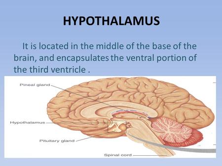 HYPOTHALAMUS It is located in the middle of the base of the brain, and encapsulates the ventral portion of the third ventricle.