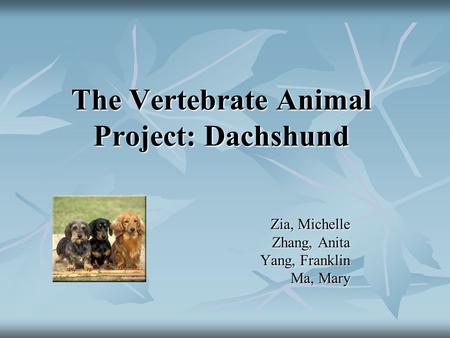 The Vertebrate Animal Project: Dachshund