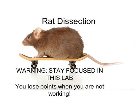 Rat Dissection WARNING: STAY FOCUSED IN THIS LAB