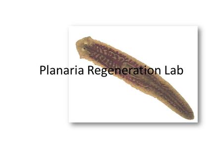 Planaria Regeneration Lab. Main Objective You and a partner will “adopt” a planaria and perform a series of experiments/observations with the animal.