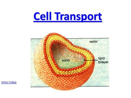 Cell Transport Cell Transport Intro Video. What is the purpose for the cell membrane in all cells? Is Selectively Permeable -Allows for the passage of.