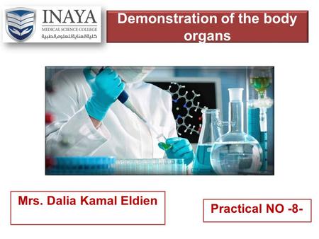 Demonstration of the body organs Mrs. Dalia Kamal Eldien Practical NO -8-