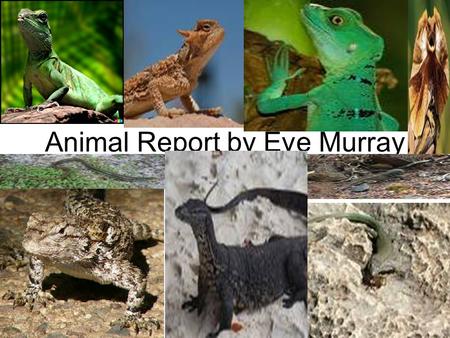 Animal Report by Eve Murray. Introduction Are you free to learn about the lizard today? I know I am, because I have info that will blow your mind. Did.