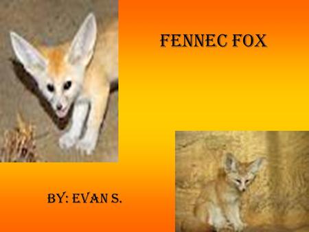 Fennec Fox By: Evan S.. Physical Characteristics The fennec fox is about 3 pounds and stands 8 inches tall. The fennec fox has large ears, large black.