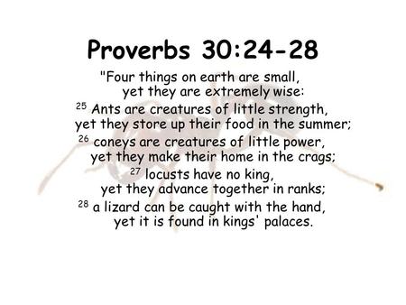 Proverbs 30:24-28 Four things on earth are small,        yet they are extremely wise:  25 Ants are creatures of little strength,        yet they store.