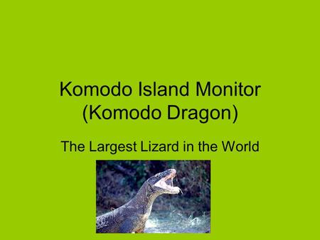 Komodo Island Monitor (Komodo Dragon) The Largest Lizard in the World.