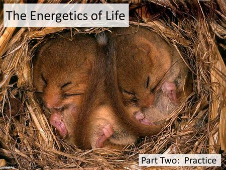 The Energetics of Life Part Two: Practice Big Questions How do the energy requirements of life affect the life strategies of organisms? How do the energy.