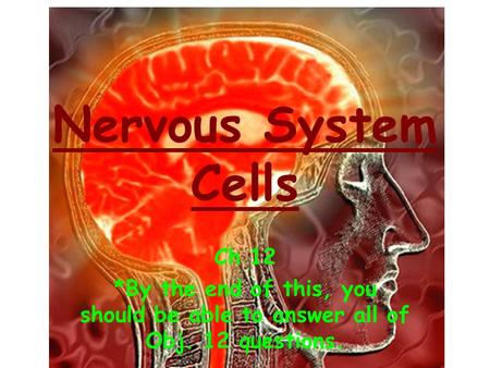 Nervous System Cells Ch 12 *By the end of this, you should be able to answer all of Obj. 12 questions.