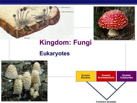 AP Biology 2007-2008 Kingdom: Fungi Eukaryotes Domain Bacteria Domain Archaebacteria Domain Eukaryotes Common ancestor.