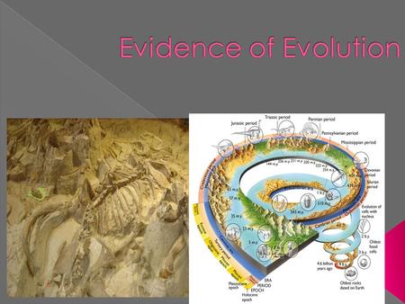  Relics or impressions of organisms from the past. › Show changes over time from simple to complex. › Many fossils don't have descendants.