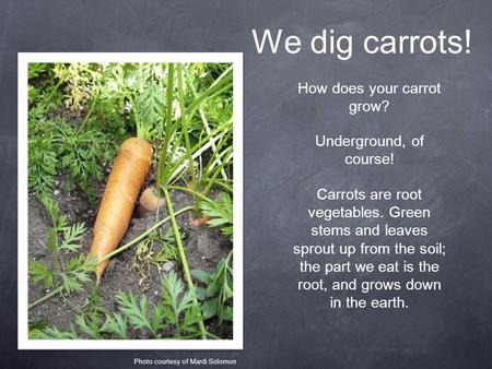 We dig carrots! How does your carrot grow? Underground, of course! Carrots are root vegetables. Green stems and leaves sprout up from the soil; the part.