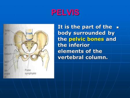 PELVIS It is the part of the body surrounded by the pelvic bones and the inferior elements of the vertebral column.