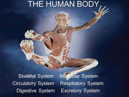 Skeletal System Muscular System Circulatory System Respiratory System Digestive System Excretory System THE HUMAN BODY.