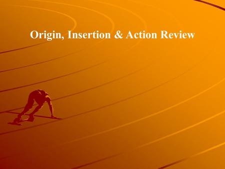 Origin, Insertion & Action Review. 1. This muscle attaches to the ischial tuberosity, the lateral lip of the linea aspera, and the head of the fibula.