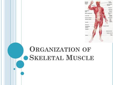 O RGANIZATION OF S KELETAL M USCLE. S KELETAL M USCLE O RGANIZATION Connective Tissue Coverings Skeletal muscles are attached to tendons which attach.