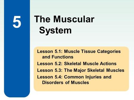 The Muscular System 5 Lesson 5.1: Muscle Tissue Categories and Functions Lesson 5.2: Skeletal Muscle Actions Lesson 5.3: The Major Skeletal Muscles Lesson.