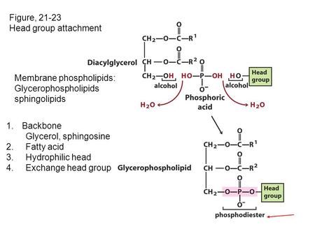 Figure, 21-23 Head group attachment Membrane phospholipids: