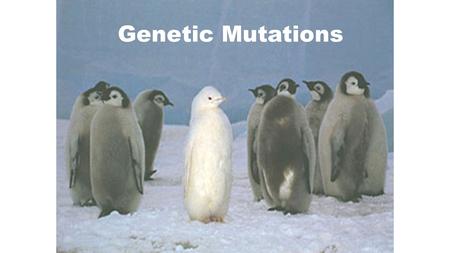 Genetic Mutations. What is a mutation? What are some examples of harmful mutations? Neutral Mutations are… What are some examples of beneficial mutations?