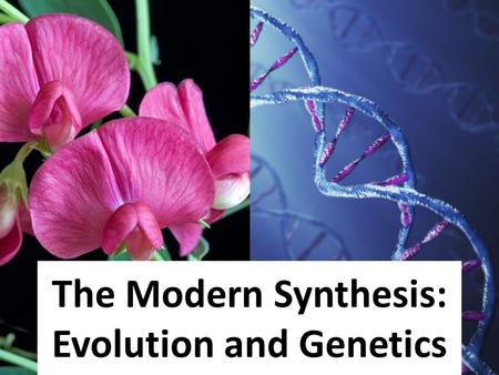 The Modern Synthesis: Evolution and Genetics. Charles Darwin - Born in Shrewsbury, England on February 12, 1809 - Born into a wealthy family as the 5.