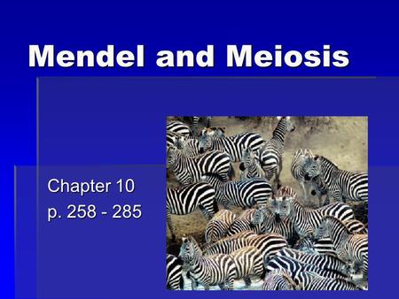 Mendel and Meiosis Chapter 10 p. 258 - 285. Chapter Outline  Mendel’s Laws of Heredity  Meiosis.