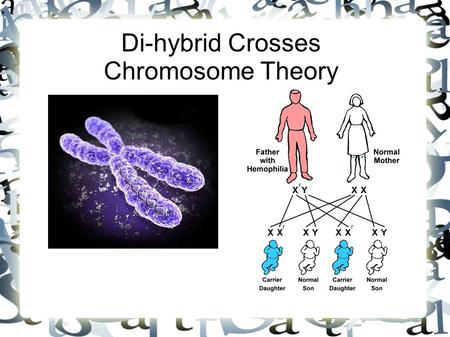 Di-hybrid Crosses Chromosome Theory